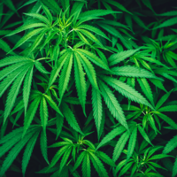 Cannabispflanzen