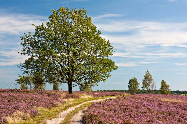 Umwelt & Natur - Lüneburger Heide